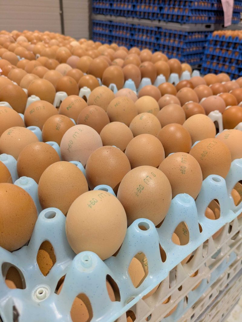 oeufs_ovolux_illustration